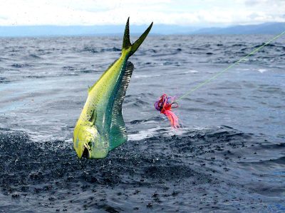 mahi mahi fishing mahi mahi fishing