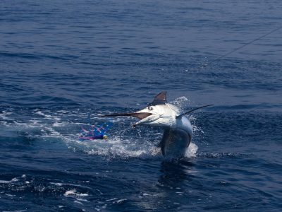 white marlin leaping white marlin leaping
